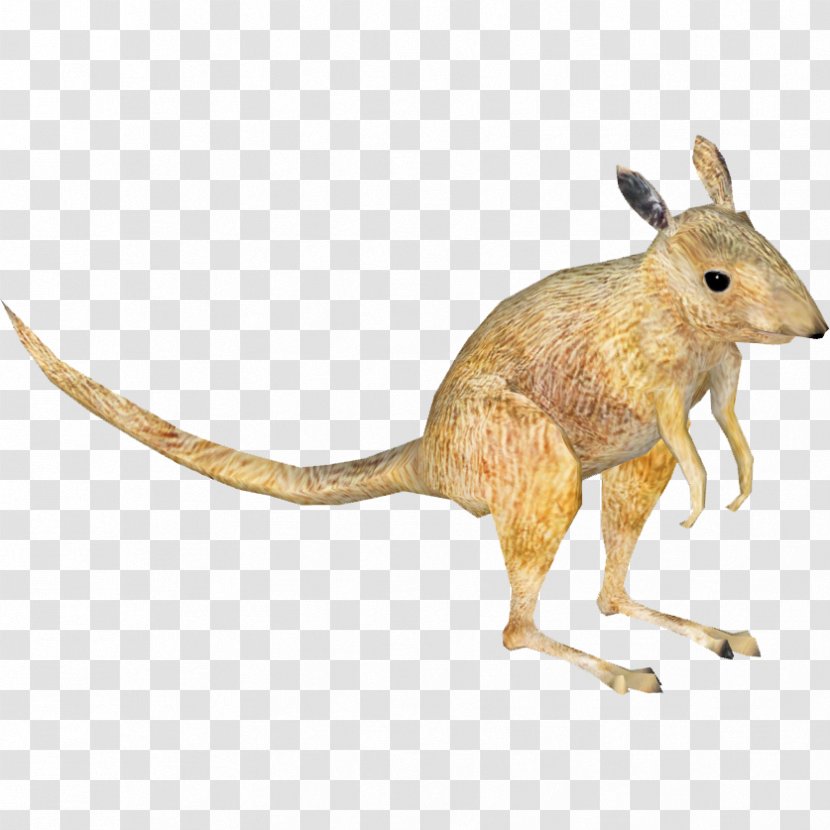 Desert Rat-kangaroo Macropodidae Rodent Mouse - Organism - Rat & Transparent PNG