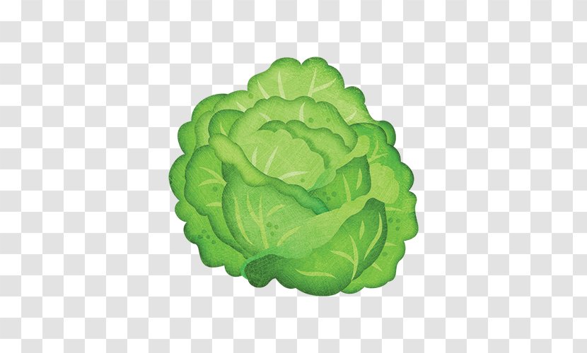 Iceberg Lettuce Leaf Vegetable Cabbage - Petal Transparent PNG