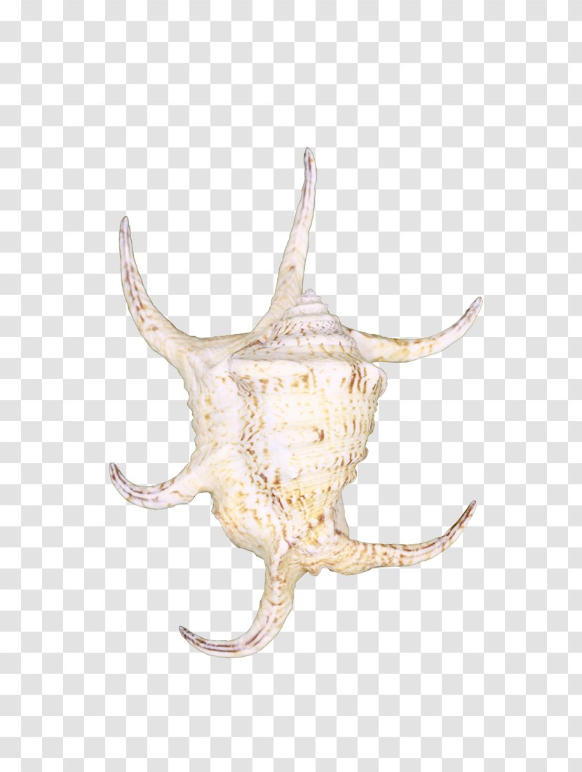 Seashell Conch Pecten Shells Collector Cowry - Murex Transparent PNG