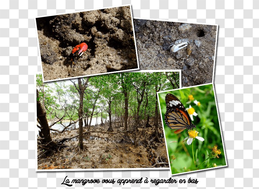 Butterfly Ishigaki, Okinawa Island Ecosystem - Arthropod Transparent PNG