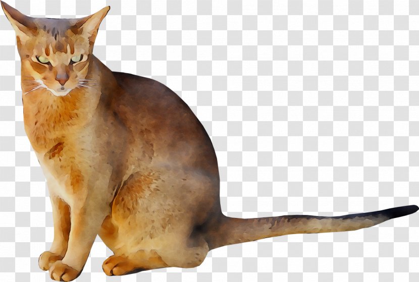 Abyssinian Cat Chausie Aegean Somali Whiskers - Norman Disney Young Transparent PNG