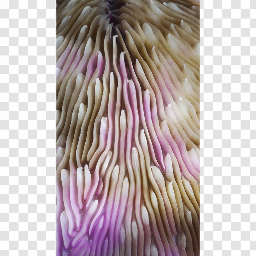 Marine Invertebrates Coral Close-up Organism - Pink M - Fungi Transparent PNG