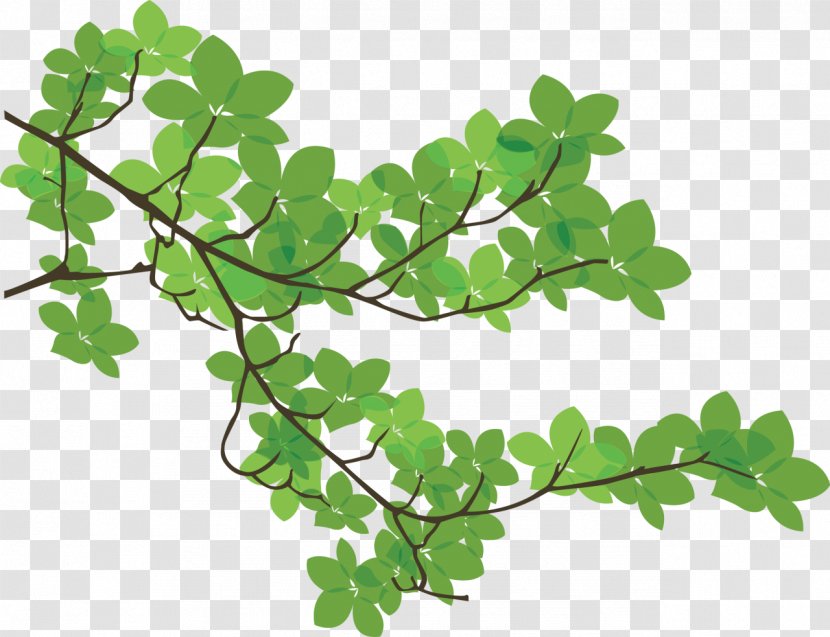 Branch Leaf Tree - Plant - Branches Transparent PNG