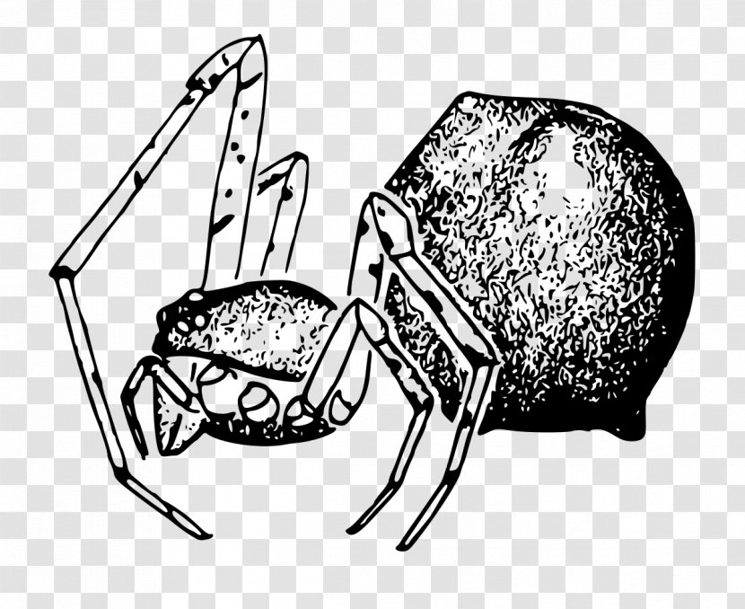 Spider Cabello Mammal Stemmops Genus - Human Behavior Transparent PNG