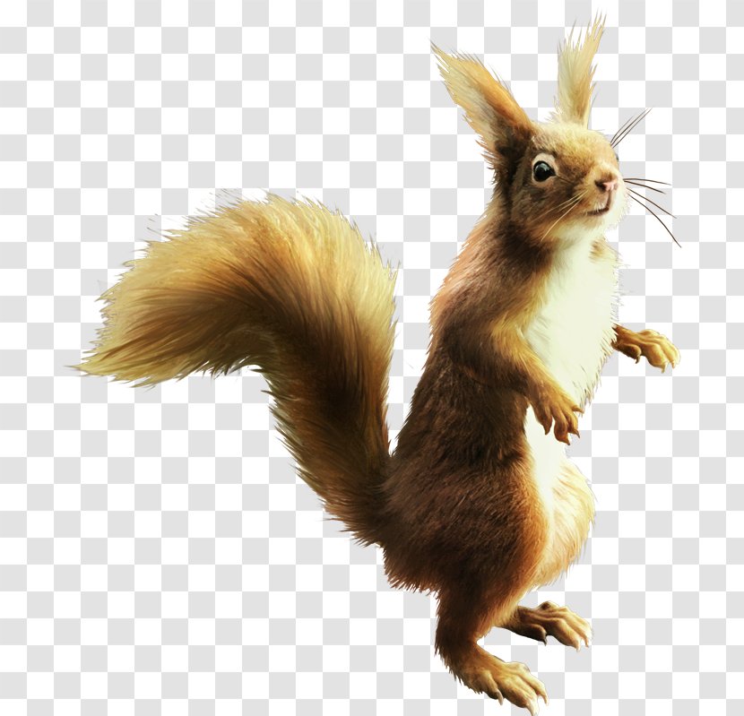 Squirrel Eurasian Red Tail Transparent PNG