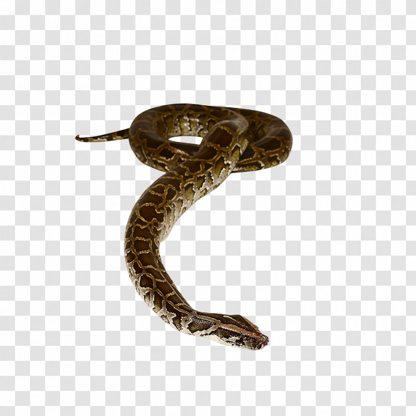 All About Snakes Non-fiction Book - Snake Transparent PNG