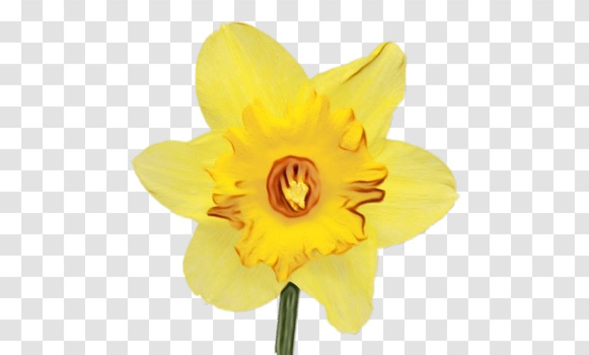 Flower Flowering Plant Yellow Narcissus Petal - Cut Flowers - Cattleya Wildflower Transparent PNG