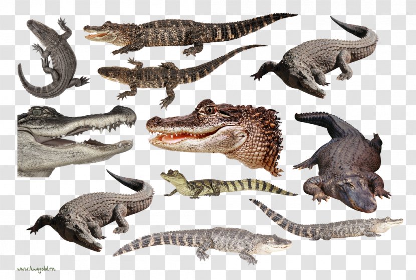 Nile Crocodile Alligators Velociraptor Tyrannosaurus Transparent PNG