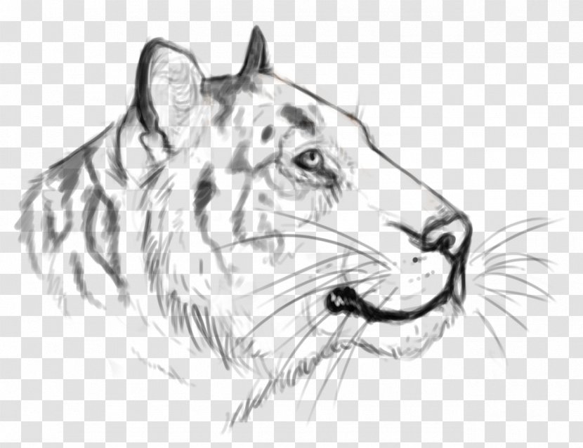 Whiskers Tiger Cat Roar Sketch - Lion - Realistic Transparent PNG