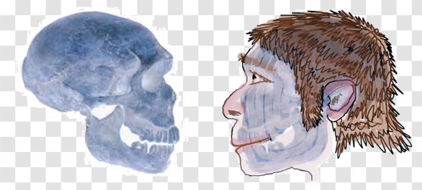 Neandertal La Ferrassie 1 Homo Sapiens - Heart - Watercolor Transparent PNG