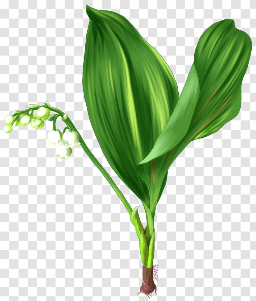 Leaf Grasses Plant Stem Flower Family - A Gentle Bargain To Send Gifts Transparent PNG