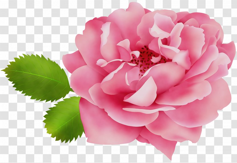 Garden Roses - Watercolor - Common Peony Transparent PNG
