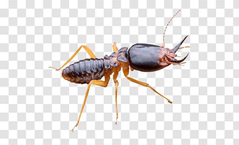 Ant Rat Pest Control Eastern Subterranean Termite - Exterminator Transparent PNG
