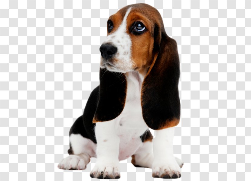 Basset Hound Puppy Clip Art - Carnivoran - Dog Daycare Transparent PNG
