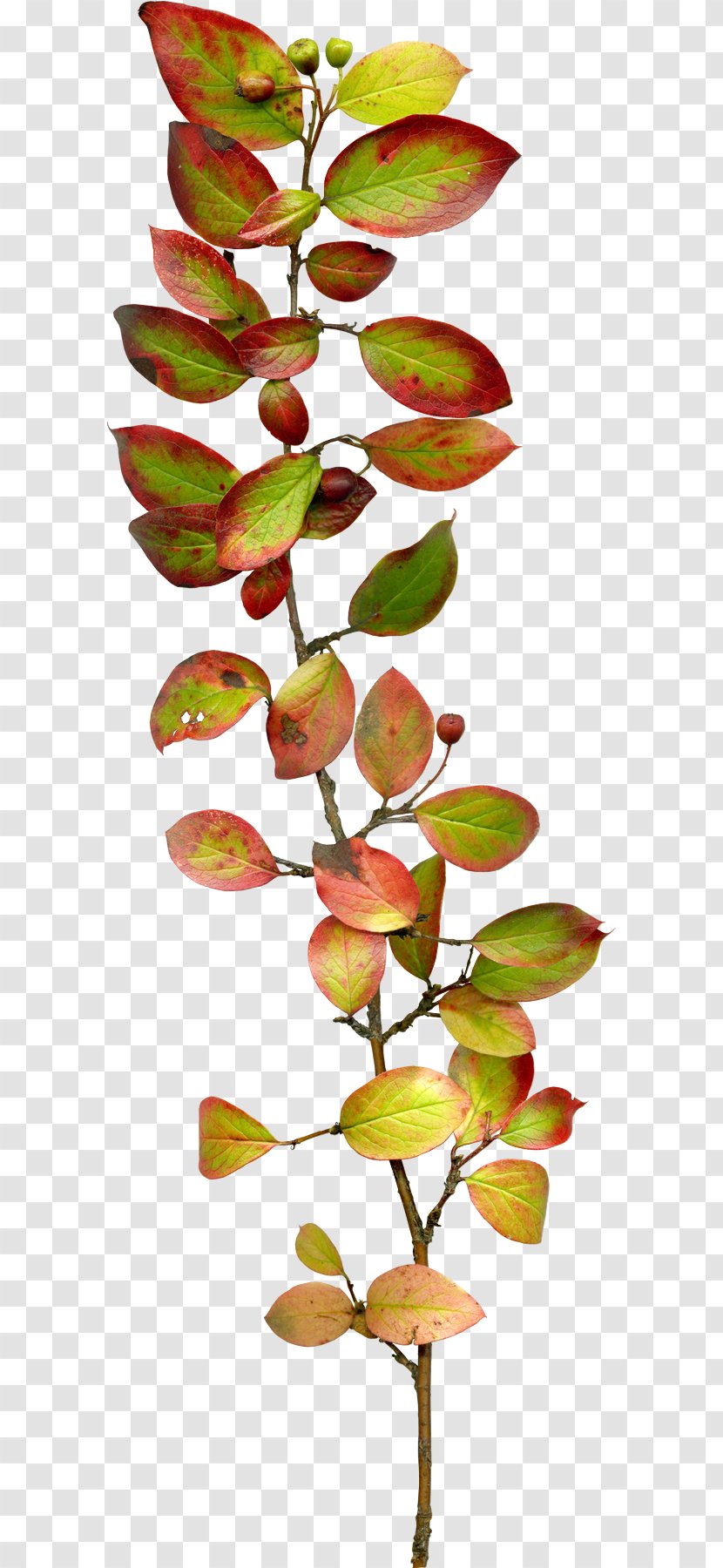 Leaf Clip Art - Green - Foliage Transparent PNG