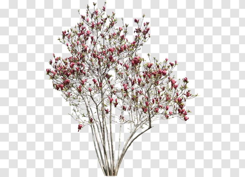 Quiver Tree Red Transparent PNG