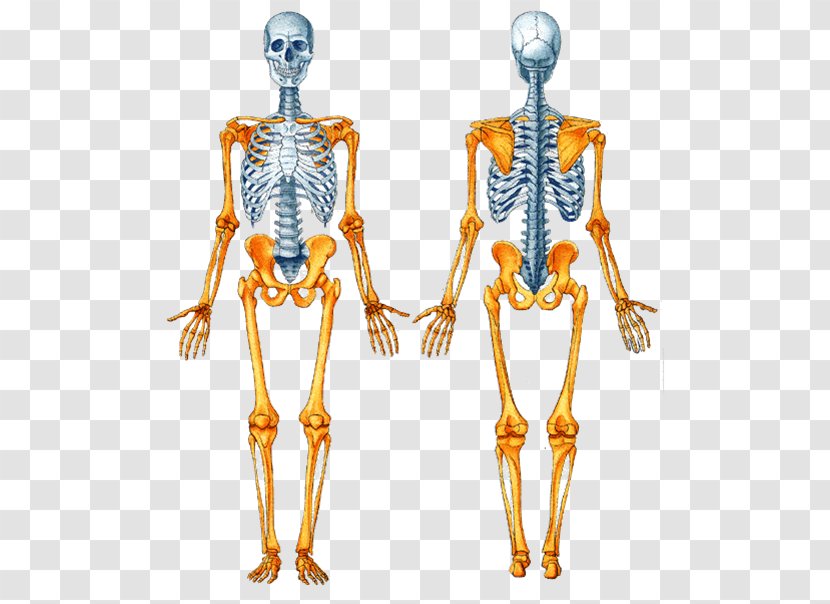 Axial Skeleton Human Appendicular Bone Body - Heart Transparent PNG