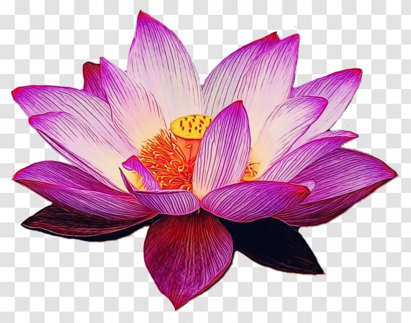 Lotus - Flowering Plant - Sacred Transparent PNG