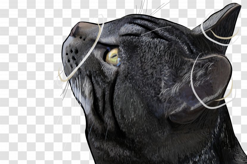 Black Cat Icon - Jpeg Network Graphics - HD Transparent PNG