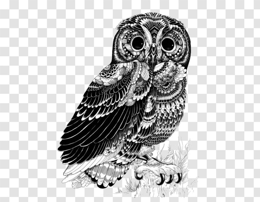 Owl Drawing Art Illustrator - Monochrome Photography Transparent PNG
