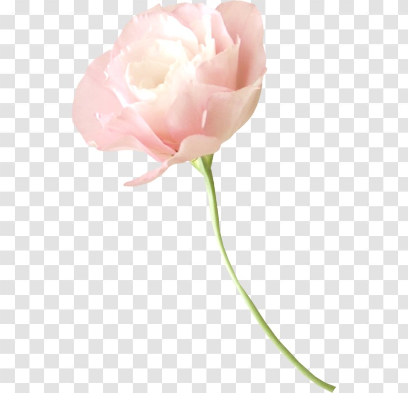 Garden Roses Cut Flowers Cabbage Rose Flower Bouquet - Petal Transparent PNG