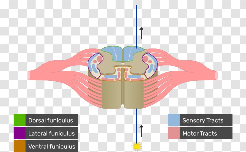 Spinal Cord White Matter Anatomy Nerve Tract Medulla Oblongata - Watercolor - Flower Transparent PNG