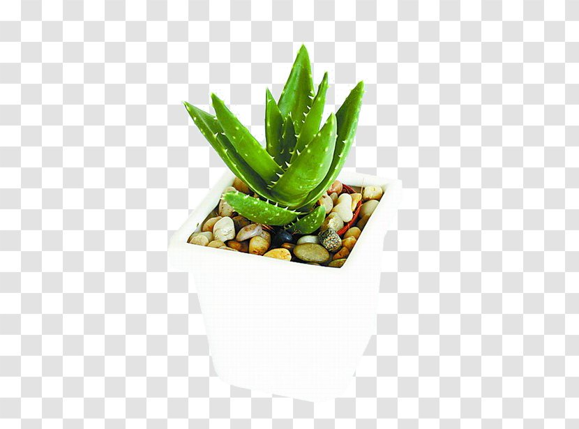 Aloe Vera U690du7269u7684u79d8u5bc6 Houseplant Feng Shui - Viridiplantae - Potted Transparent PNG