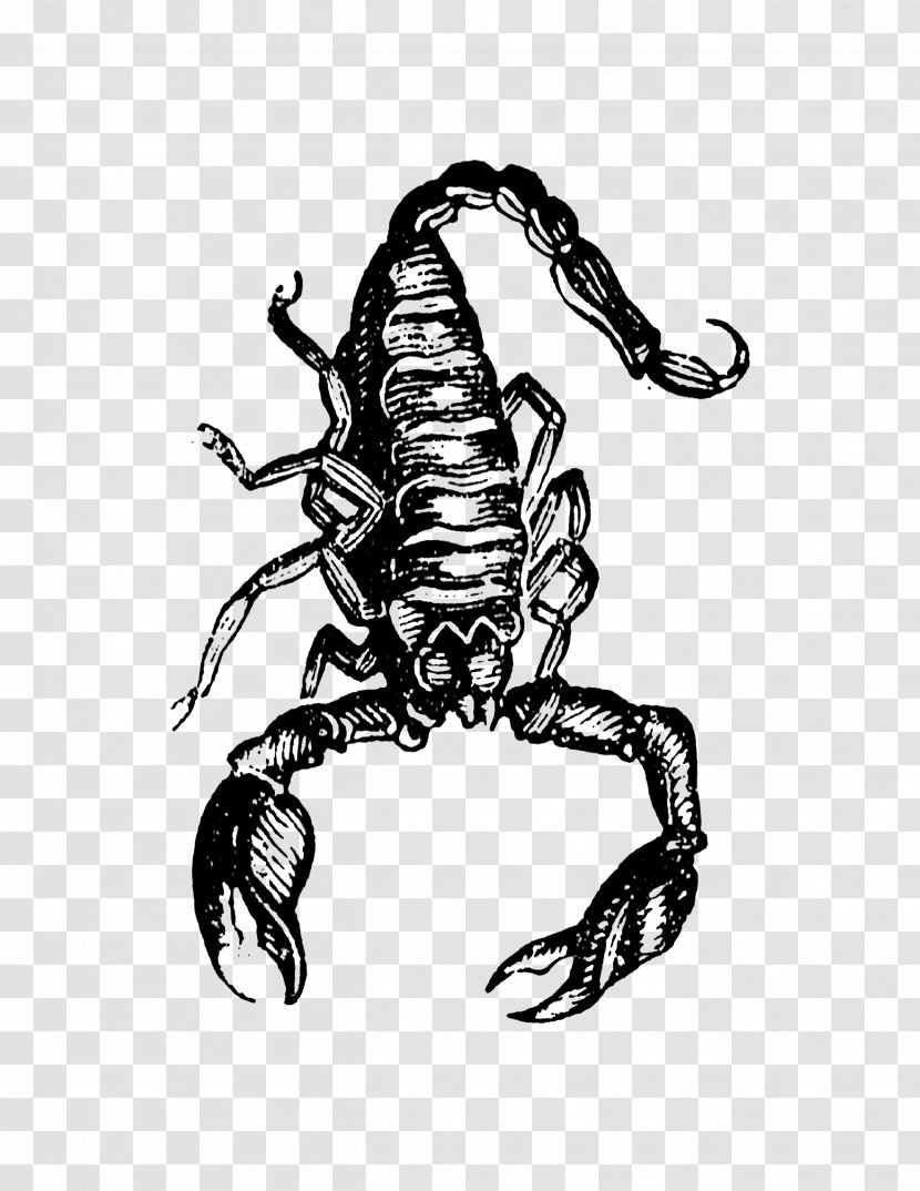 Scorpion Drawing Character /m/02csf - Mezcal Transparent PNG