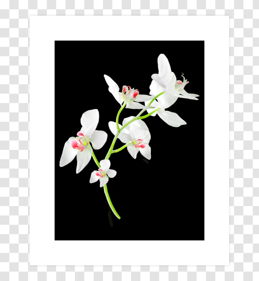 Moth Orchids Cut Flowers Floral Design Branch - Flower Transparent PNG