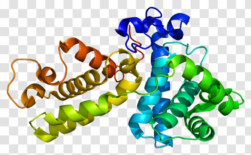 Cyclin K Cyclin-dependent Kinase Holoprotein - Protein - Cyclindependent 2 Transparent PNG