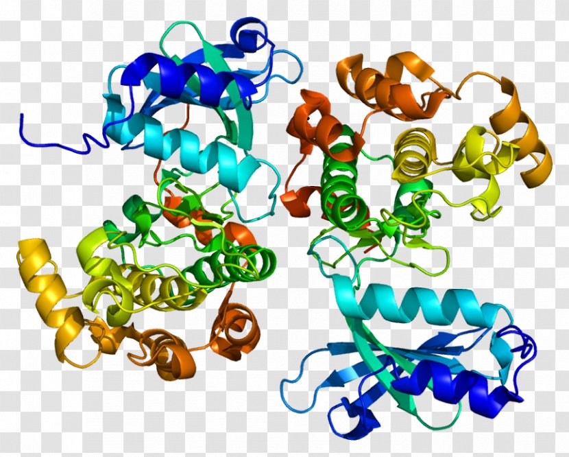 PAK5 PAK6 Protein Kinase PAK4 - Threonine Transparent PNG