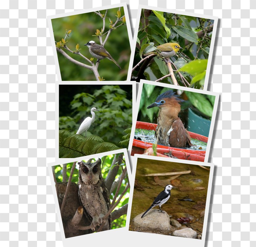 Bird Fauna Ecosystem Wildlife Organism - Diamond Pictures Transparent PNG