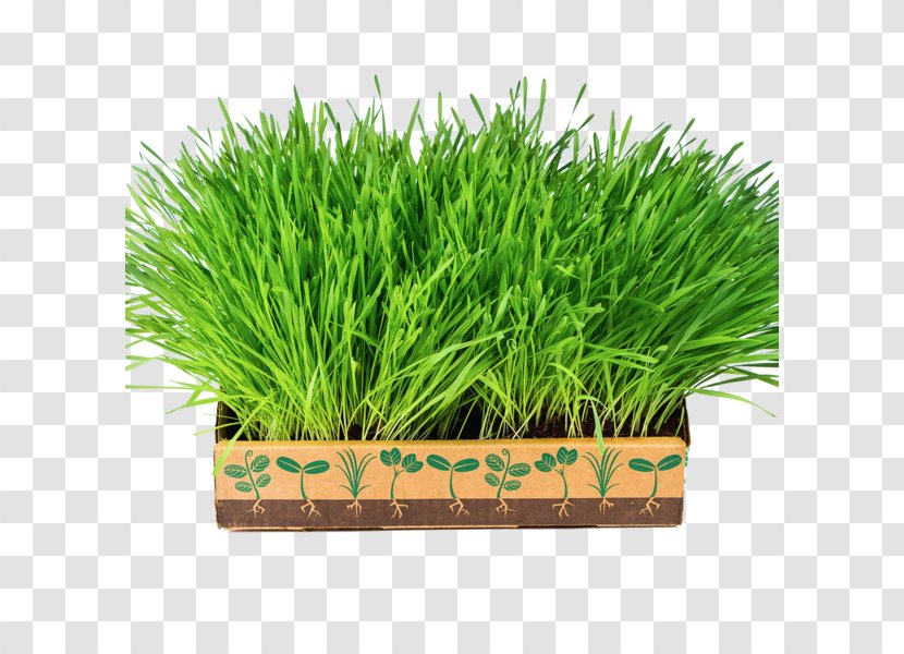 Leaf Vegetable Wheatgrass Food Nutrient - Barley Transparent PNG
