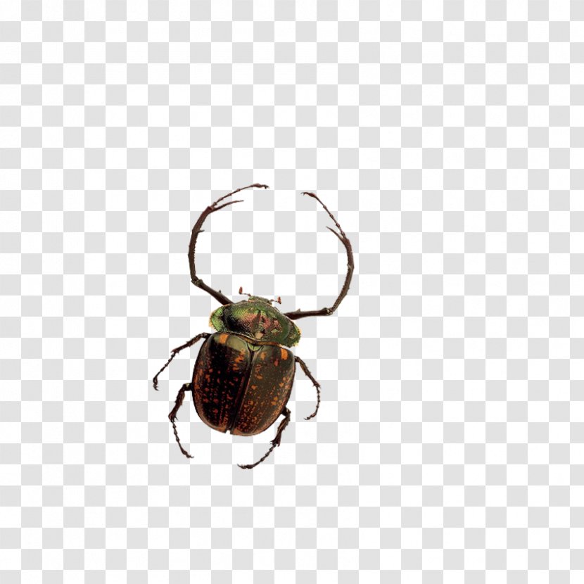 Beetle U81edu866bu79d1 Clip Art - Software Bug - Insects, Fish Transparent PNG
