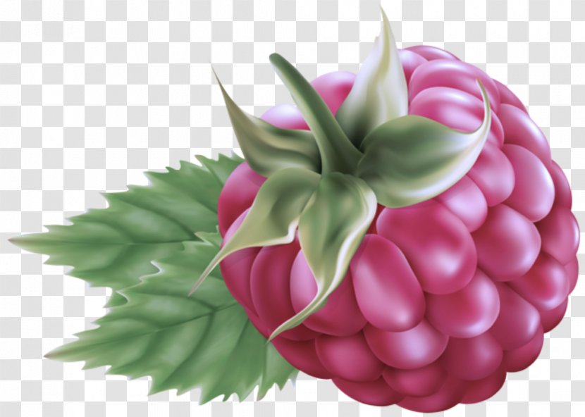 Pink Plant Leaf Fruit Flower - Berry Food Transparent PNG