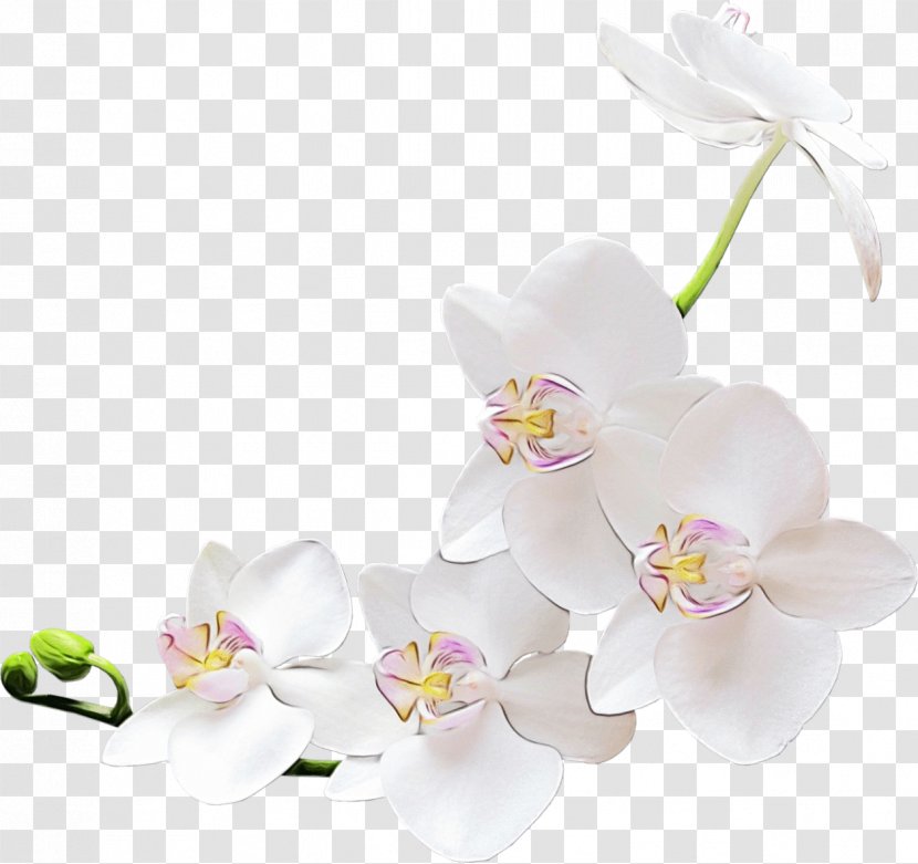 Pink Flower Cartoon - Orchids - Dendrobium Alismatales Transparent PNG