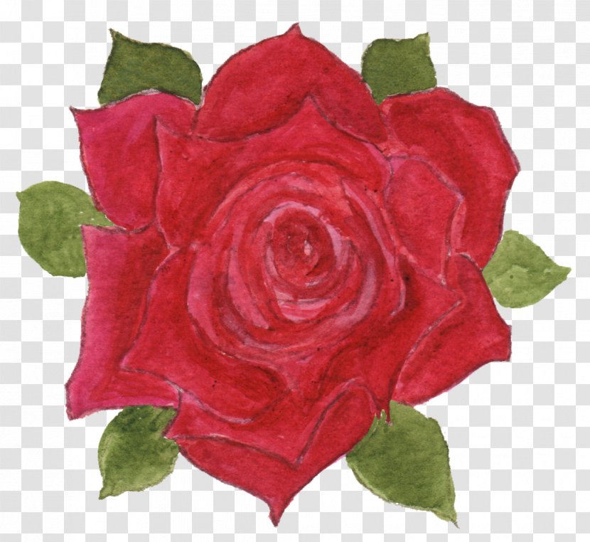 Centifolia Roses Language Of Garden Flower Floribunda - Rosa - Watercolor Rose Transparent PNG