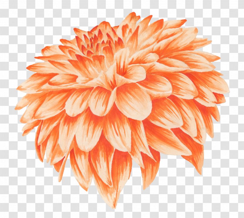 Orange Flower Chrysanthemum Yellow Watercolor Painting - Chrysanthemums Transparent PNG