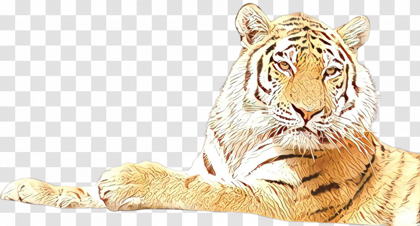 Tiger Bengal Tiger Wildlife Siberian Tiger Transparent PNG