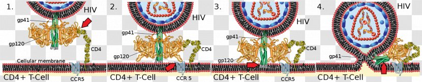 HIV/AIDS Envelope Glycoprotein GP120 Virus CD4 - Cell - Cd4 Transparent PNG