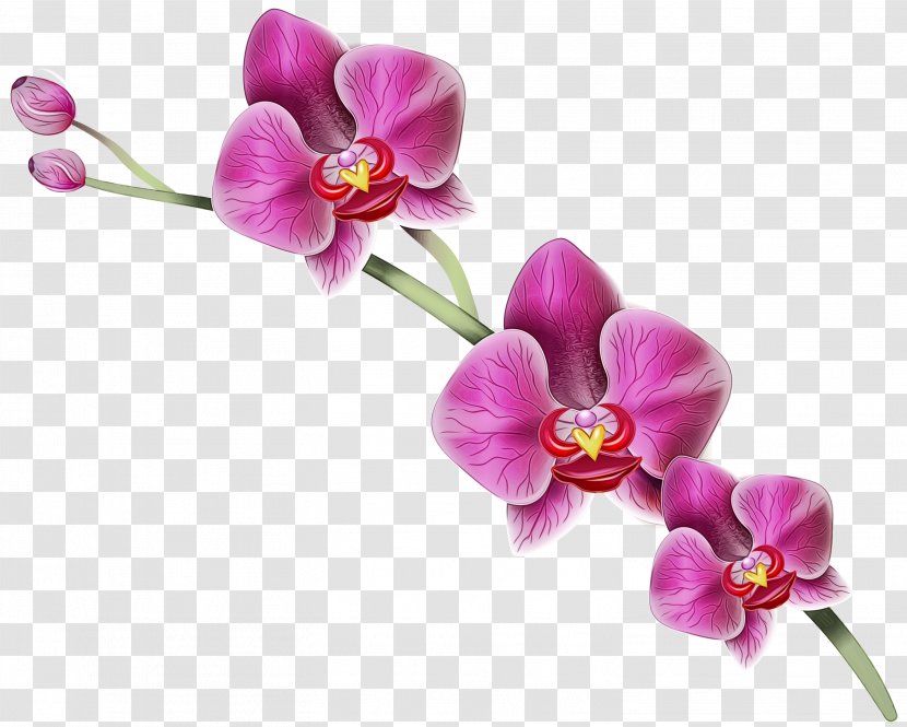 Pink Flower Cartoon - Moth Orchid - Blossom Artificial Transparent PNG