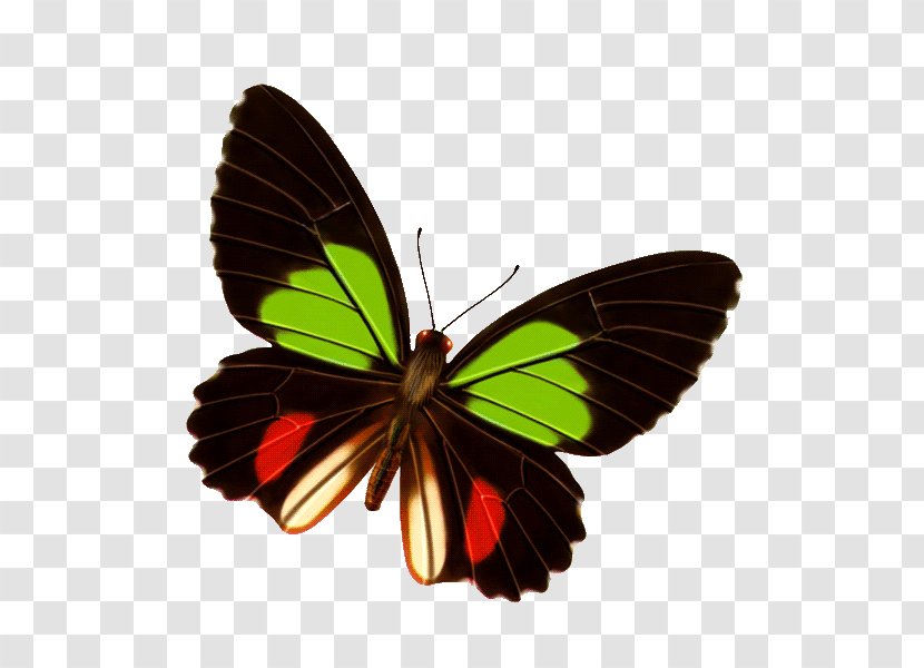 Butterfly Clip Art - Transparency And Translucency - Colorful Transparent PNG