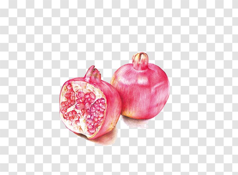 Drawing Colored Pencil Watercolor Painting - Art - Pomegranate Transparent PNG
