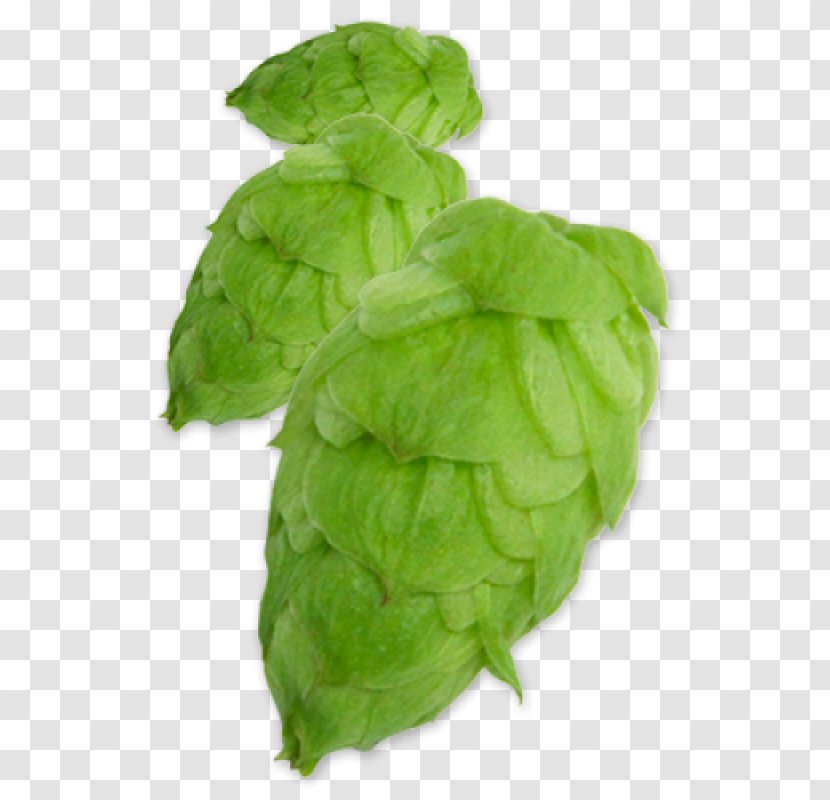 Beer Common Hop Yakima Chief Hops YCH HOPS - Ychhops Transparent PNG