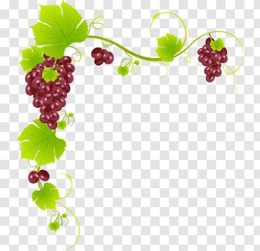 Grape Leaves Grapevine Family Seedless Fruit Berry - Vitis Transparent PNG