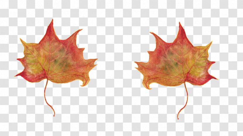 In Un Qualsiasi Mattino Di Settembre Maple Leaf Wisdom Suffering Transparent PNG