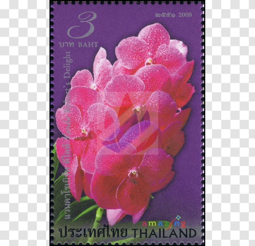 Pink M RTV Flowering Plant Herbaceous - Amazing Thailand Transparent PNG