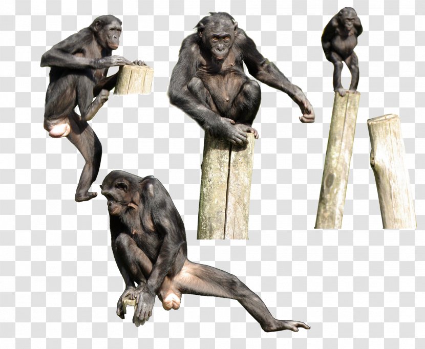Primate Gorilla Bonobo Homo Sapiens Monkey - Watercolor - Chimpanzee Transparent PNG