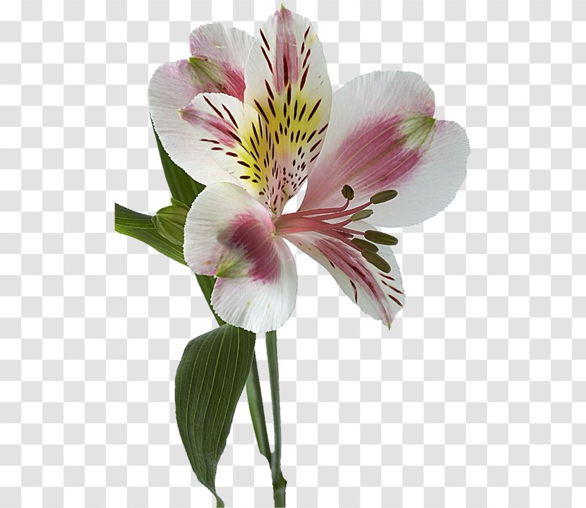 Lily Of The Incas Flower Lilium Rhizome Alstroemeria Ligtu - Plant Stem Transparent PNG