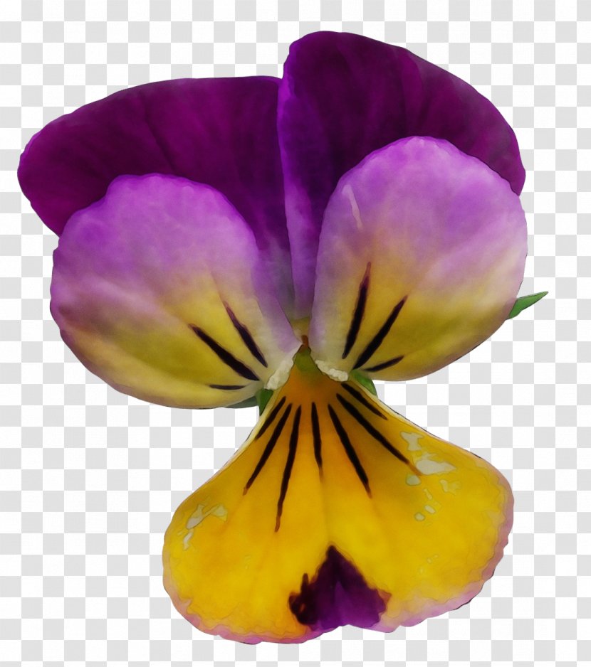 Flower Flowering Plant Petal Wild Pansy Violet - Watercolor - Family Transparent PNG